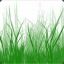 Carex