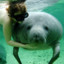 Manatee Fondler