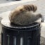 Trash Panda