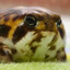 crazyfrog