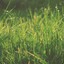 grass