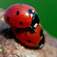 stuntofthelitter - steam id 76561197973639669