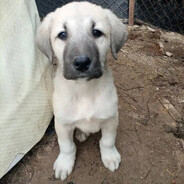 böcük - steam id 76561198977181506