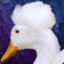 Lord Afro Duck