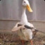 Pato a jato
