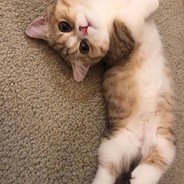 卡子吸分打工仔