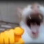 jake