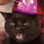 Kattenvoer
