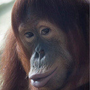 Дюдя Хлюпкович