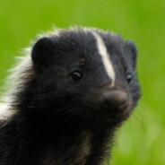 Skunk