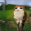 Meowl
