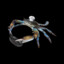CurryCookingCrabs