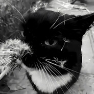 live fast, die young