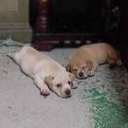 ⭕⃤ HoBa ✪ T30K