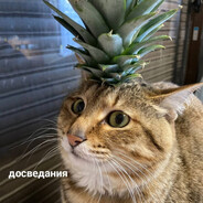 tehnologech_tyt_cat
