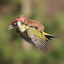 Weasel Rider