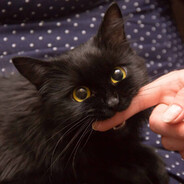 シャドウロスト