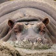 Hippopotamus