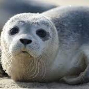 Seal