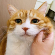 你知道我什么成分，放过我吧