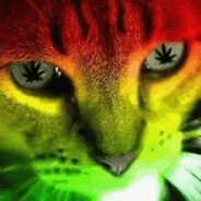 ☢ 我会吃了你 gato makonha