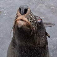 𝗽𝗮𝗻𝗴𝘂𝗹 𝗺