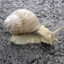 Dr. Snail