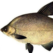 тихая роскошь