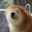 蛤蟆狗