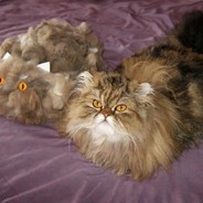 МОЛОДОЙ КОТЭ