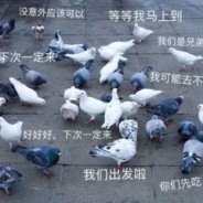 The Pigeon King