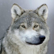 Skoll