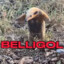 BELLIGOL