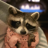 Rudzki ⫍芫===-----