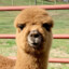 Alpaca