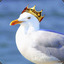 [SC] Seagull King