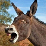 印第安野生黑驴