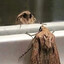 moth