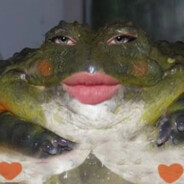 |TM:GAU| Ёбани жаба