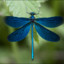 Calopteryx virgo