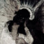 archangel???