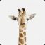 Giraffemanic