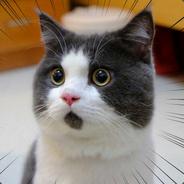 ももちゃんぬ