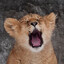 3,000 Lions
