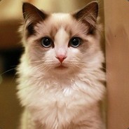 狂踹瘸子那条好腿