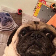 ЖИРНЫЙМОПС