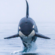orca