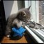 Sniperkitteh52