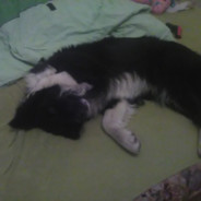 Játrový Knedlíček