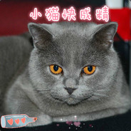 小猫快成精